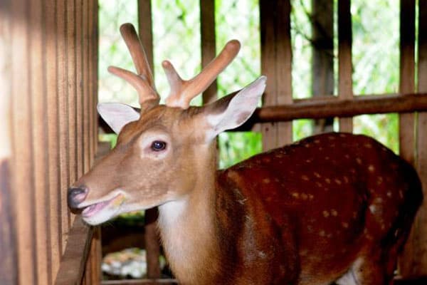 bán hươu giống miền tây giá rẻ bán hươu giống miền tây giá rẻ