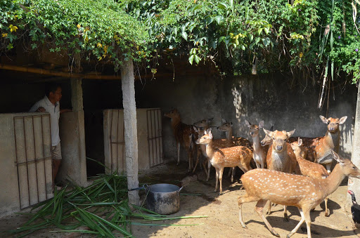 bán hươu sao giống ban-huou-sao-giong