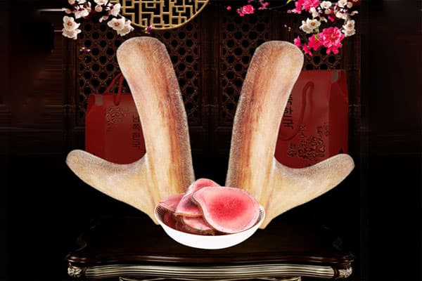 cách nhận biết nhung hươu thật giả cách nhận biết nhung hươu thật giả