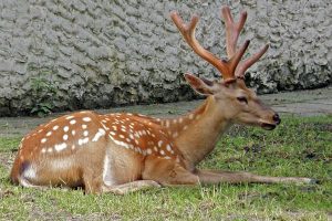 địa chỉ bán hươu giống tphcm