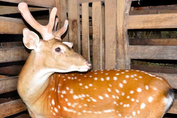 địa chỉ bán nhung hươu tươi giá rẻ