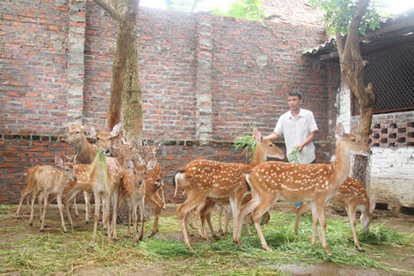 địa chỉ trang trại hươu sao giống