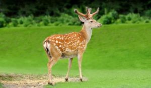 giá hươu giống hiện nay