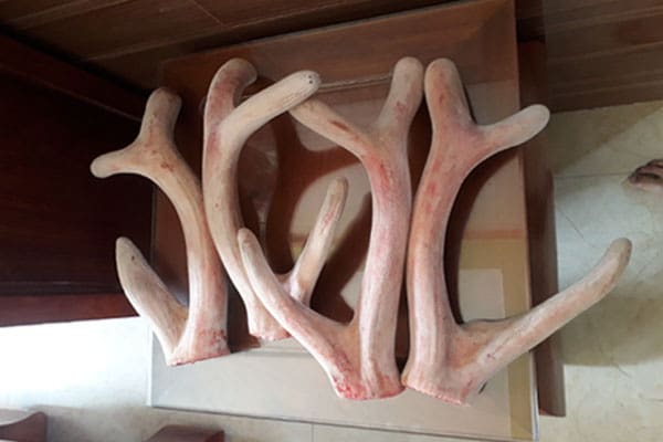 giá nhung hươu hương sơn hà tĩnh giá nhung hươu hương sơn hà tĩnh