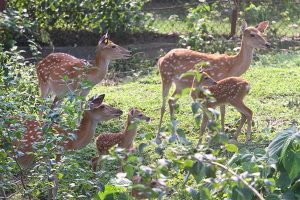 hươu giống bắc giang