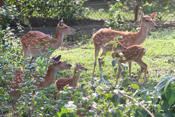 hươu giống bắc giang hươu giống bắc giang