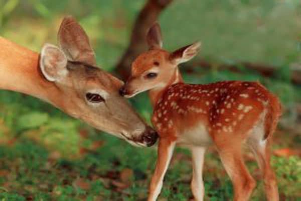 địa chỉ bán hươu giống ninh bình địa chỉ bán hươu giống ninh bình