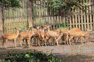 bán hươu giống thái nguyên