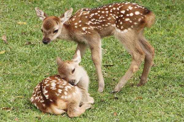 mua hươu giống bắc giang mua hươu giống bắc giang