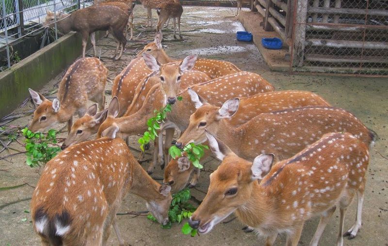 mua hươu giống giá rẻ mua hươu giống giá rẻ