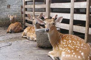 mua hươu giống hải dương