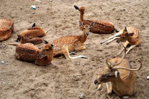 mua hươu giống miền nam ở đâu?