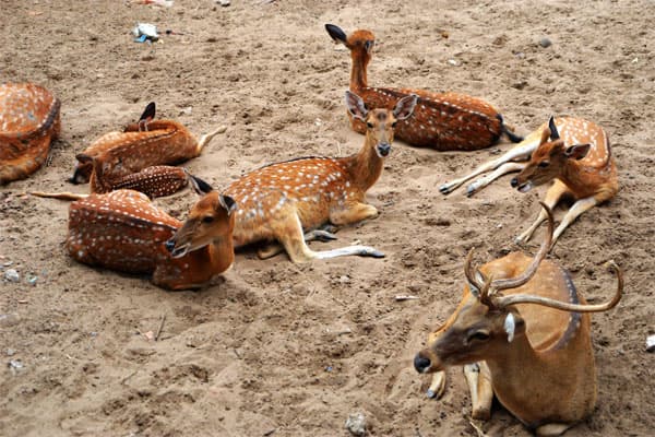 mua hươu giống miền nam ở đâu?