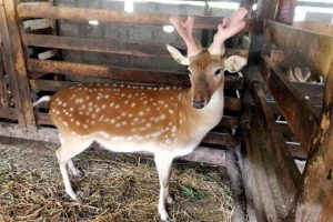 mua hươu giống đà nẵng ở đâu?
