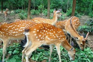 mua hươu sao giống ở đâu