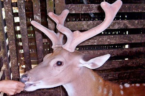 nhung hươu thật giả nhung hươu thật giả