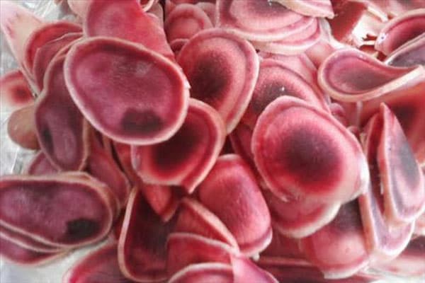 phân biệt nhung hươu thật và giả phân biệt nhung hươu thật và giả