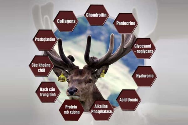 tác dụng của nhung hươu dối với nam giới