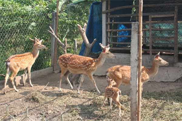 trang trại hươu sao uy tín