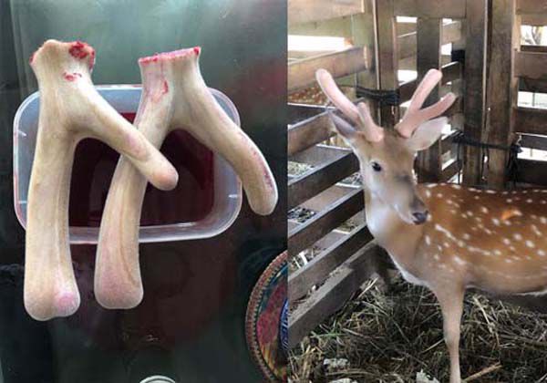 Thời gian để cắt nhung hươu thích hợp nhất