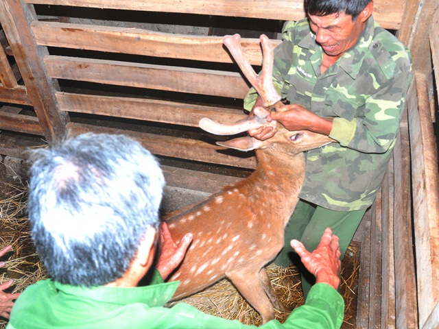 Cắt nhung hươu có đau không?